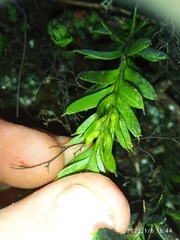 Tmesipteris tannensis