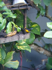 Euphonia violacea