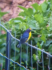 Euphonia violacea