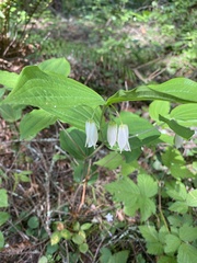 Prosartes smithii