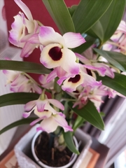 Dendrobium nobile