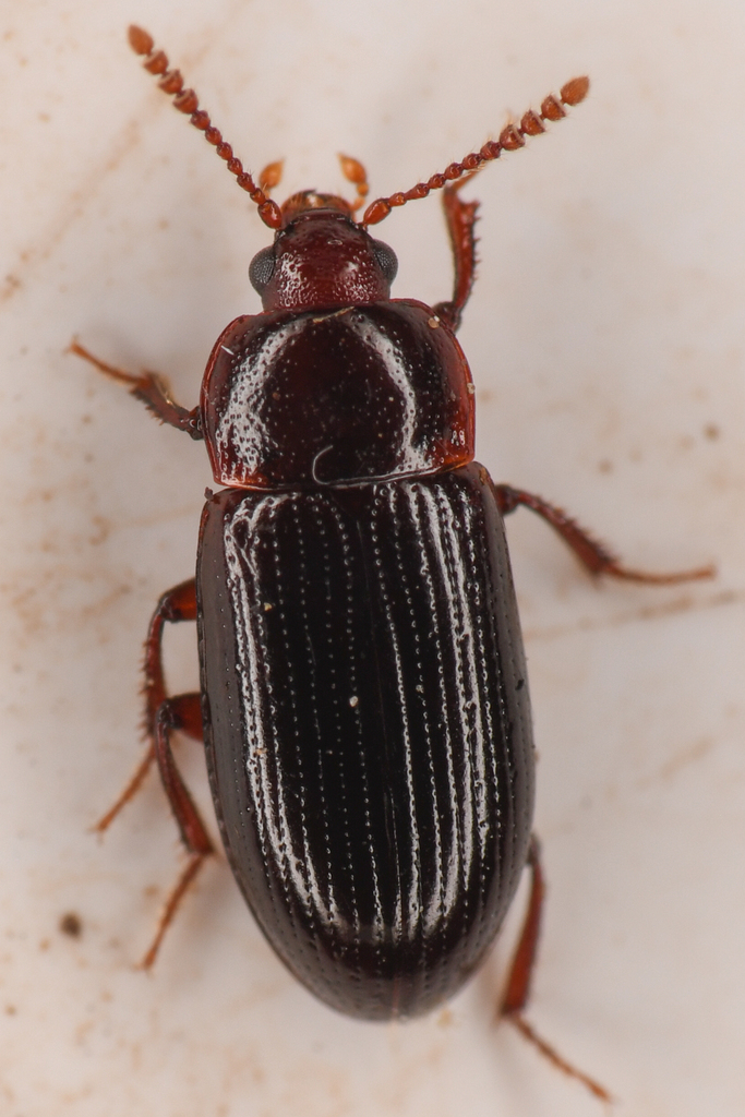 Agyrtes longulus