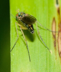 Dolichopus variabilis