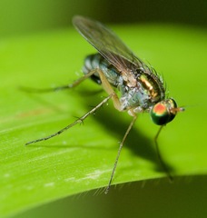 Dolichopus variabilis