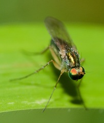 Dolichopus variabilis