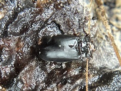 Aphorista morosa