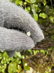 Lagenophora strangulata