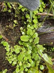 Lagenophora strangulata