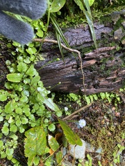 Lagenophora strangulata