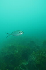 Pseudocaranx georgianus