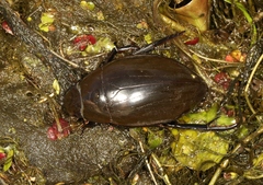 Hydrophilus piceus