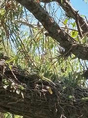 Microgramma mortoniana