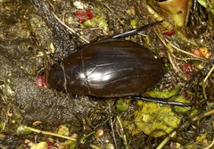 Hydrophilus piceus