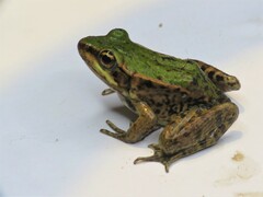 Lithobates palmipes