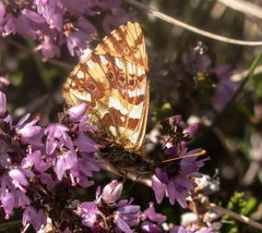 Boloria pales