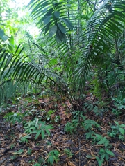 Elaeis oleifera