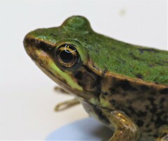 Lithobates palmipes