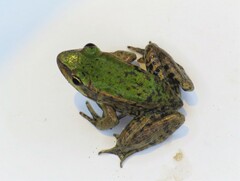 Lithobates palmipes
