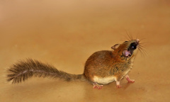 Dryomys nitedula