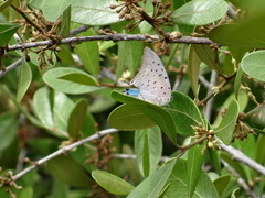 Pseudolycaena damo
