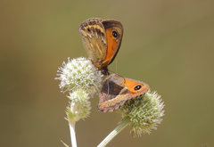 Neomaenas servilia