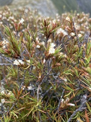 Dracophyllum pronum