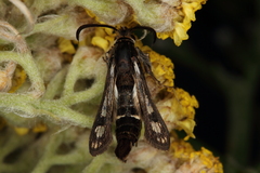 Dipchasphecia lanipes