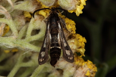 Dipchasphecia lanipes
