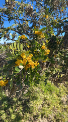 Sophora chrysophylla