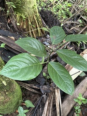 Piper glabrescens