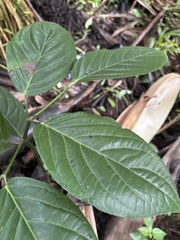 Piper glabrescens
