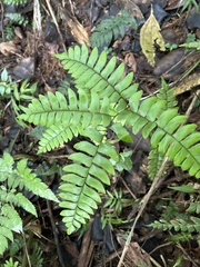 Adiantum latifolium