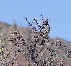 Myiarchus cinerascens