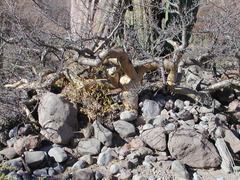 Pachycormus discolor