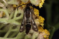 Dipchasphecia lanipes