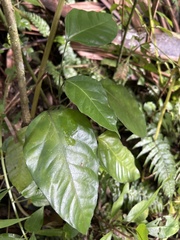 Dendropanax arboreus