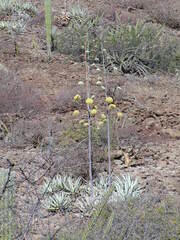 Agave cerulata