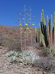 Agave cerulata