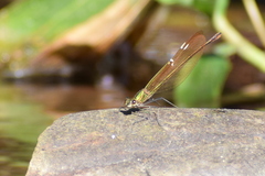 Neurobasis chinensis