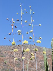 Agave cerulata