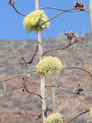 Agave cerulata