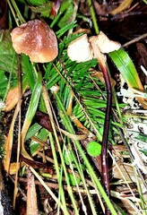 Marasmius plicatulus