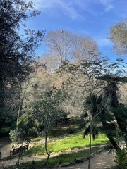 Vespa velutina