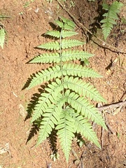 Macrothelypteris torresiana