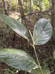 Piper glabrescens