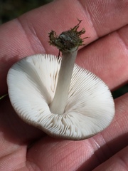 Pluteus americanus