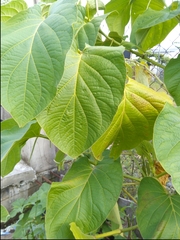 Piper auritum