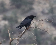 Corvus corax sinuatus