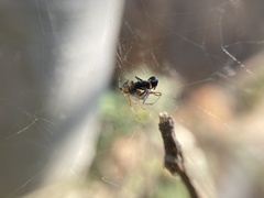 Cyrtophora cicatrosa