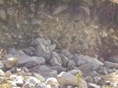 Cinclodes albiventris